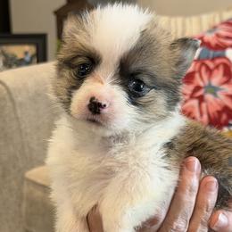 Pembroke Welsh Corgi puppies from Beemer Corgis