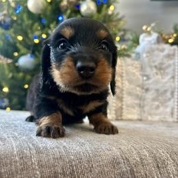 Fuyu - Black and tan male Dachshund puppy in Temecula, California from Naomi Magee's Dachshund Kennel