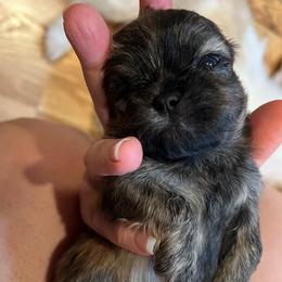 Boy 3 - Brindle male Shih Tzu puppy in Silver Spring, Maryland from Saraya’s Shih Tzus