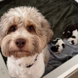 Aussiedoodle puppies from Sage & Paws Puppy co.