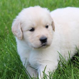 Golden Retrievers from Cedar Goldens