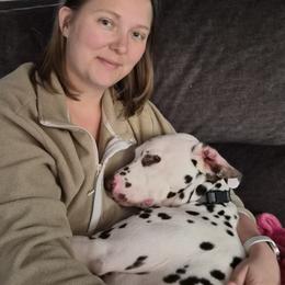 Dalmatians from KC Dalmatians