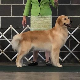 Grace - Golden Retriever