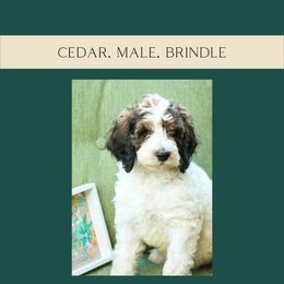 Cedar - Tri-color Bernedoodle puppy in Woodland, Georgia from Bethel Doodle Ranch