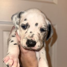 Christmas - White and black female Dalmatian puppy in Bremen, Georgia from Clark’s Dalmatians
