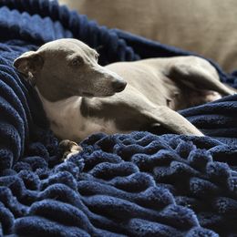 Zoe - Italian Greyhound