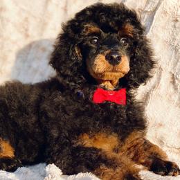 Poodles from MCB Puppies