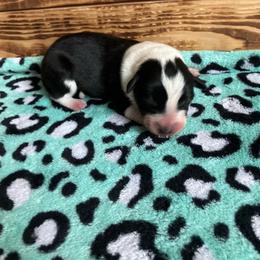 Zero - Blue male Australian Cattle Dog puppy in Lancaster, Minnesota from Weleski Chocolate Heelers