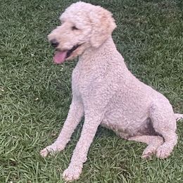 Athena - Goldendoodle
