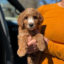 Flint - Red  male Goldendoodle puppy in Wharton, Texas from Little Fur Friends