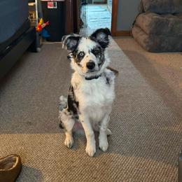 Toast - Blue merle male Border Collie puppy in Chicora, Pennsylvania from Riverwood