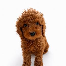 Mick - Red  male Goldendoodle puppy in Warrensburg, Missouri from Supreme Doodles