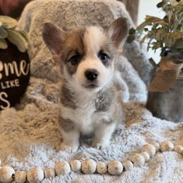 Bix - Red female Pembroke Welsh Corgi puppy in Battle Ground, Washington from Westbrooke Kennels