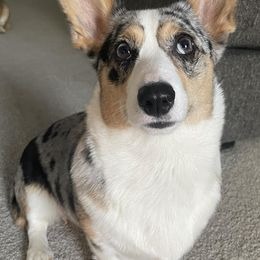 American Corgis and Pembroke Welsh Corgis from Blue Creek Corgis