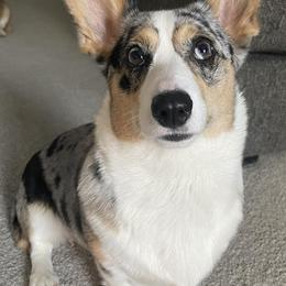 American Corgis and Pembroke Welsh Corgis from Blue Creek Corgis