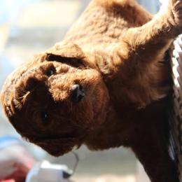 Bright green - Red  female Poodle puppy in Summit, Mississippi from poodles and doodles llc