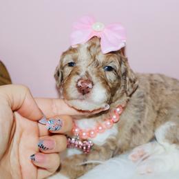 Veruca - Chocolate merle female Bernedoodle puppy in Ohio from Moore Doodles