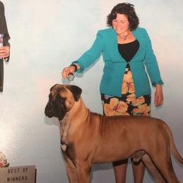 Guy - Bullmastiff
