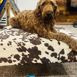 Reba - Irish Doodle