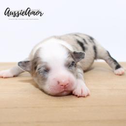 Bi Blue Merle - Blue merle female Miniature Australian Shepherd puppy in Pinehurst, Texas from Aussie Amor