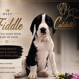 Fiddle - Mantle merle male Great Dane puppy in Liberty, New York from Catskills Greatest Danes
