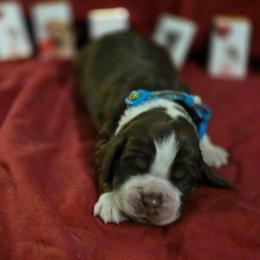Lindoor - Tri-Roan male English Springer Spaniel puppy in Cookeville, Tennessee from Krossroads Kennel
