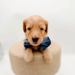 Cider - Apricot male Goldendoodle puppy in North Carolina from Tuxedo Mountain Doodles