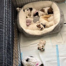 Shih Tzus from Cueva Pups