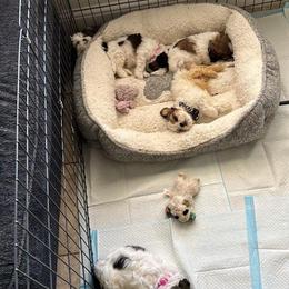 Shih Tzus from Cueva Pups