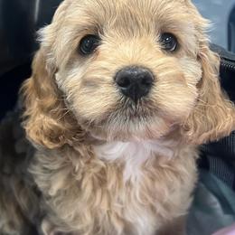 Honey - Cream female Cockapoo puppy in Colorado Springs, Colorado from Garrett Doodles