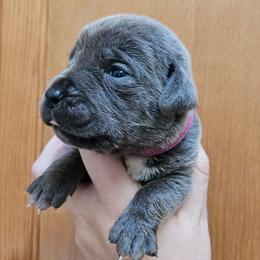 Magenta Collar Female - Gray female Cane Corso puppy in Lewistown, Montana from Corsi Amore Kennels