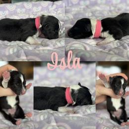 Pink - Black and white female Shetland Sheepdog puppy in Gaylord, Michigan from Lexy's Shetland Sheepdogs