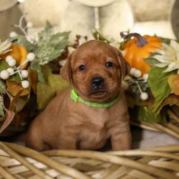 Aurora - Yellow female Labrador Retriever puppy in Twin Falls, Idaho from Whispering White Pines Labradors