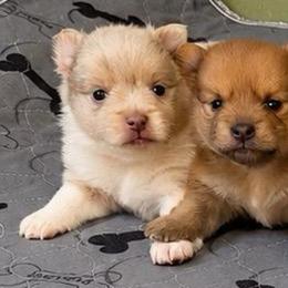 Sugar Momma - Blue merle female Pomeranian puppy in Knoxville, Tennessee from Thea's Puppies