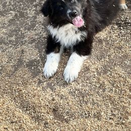 Bandit - Black tri-color Australian Shepherd puppy in Mineral Wells, Texas from A6 Australian Shepards