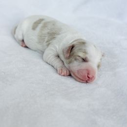 Cove - Parti male Goldendoodle puppy in Sterling, Illinois from Charley's Goldendoodles