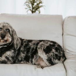 Korra - Aussiedoodle