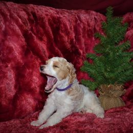 Cupid - G2 Purple Female - Parti female Poodle puppy in Nelson, Missouri from MD Triple Creek Ranch