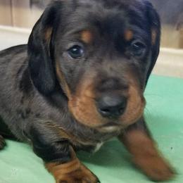 Boy 1 lots of color - Dapple male Dachshund puppy in La Monte, Missouri from Wulff's East LA Puppies