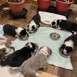 Cardigan Welsh Corgi puppies from Aspen Peak Corgis