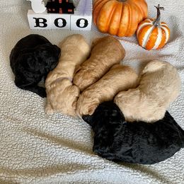 Goldendoodle Puppies from Woods Doodles & Co.