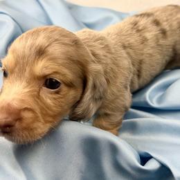 Luke - Dapple male Dachshund puppy in Mesquite, Texas from AB Dachshund