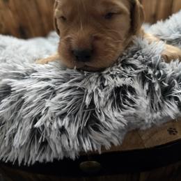 Purple Girl - Dark golden female Golden Retriever puppy in Pasco, Washington from Rodgers Retrievers