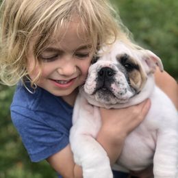 Bulldog Puppies from Farm Strong Bulldogs