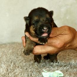 Teal collar - Black and red female German Shepherd puppy in Stockton, California from Zaragoza German Shepherds