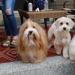 Havanese All Grown Up from Ludico Havanese