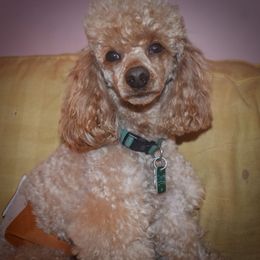 Cockapoo, Cocker Spaniel, and Poodle All Grown Up from The Cocker Cingdom