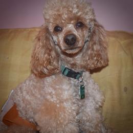 Cockapoo, Cocker Spaniel, and Poodle All Grown Up from The Cocker Cingdom