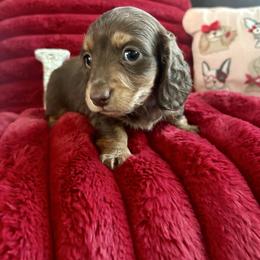 Fudge - Chocolate and tan male Dachshund puppy in Temecula, California from Naomi Magee's Dachshund Kennel