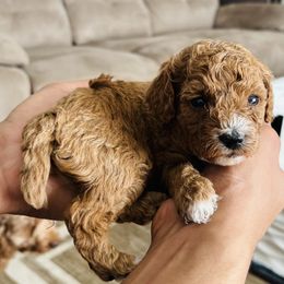 Blue Boy 1 - Red  Poodle puppy in Greensoboro, North Carolina from Jeter's Pick of the Litter